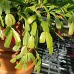 Schlumbergera bridgesii Fulla