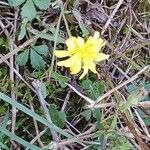 Hieracium gouanii Habitus