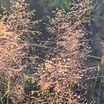 Sporobolus festivus Flower