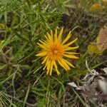 Berkheya spekeana花