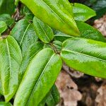 Lonicera acuminata Folha