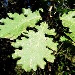 Quercus pubescens Feuille