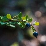 Berberis microphylla Ffrwyth