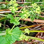 Alchemilla glabra Flower