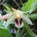 Coelogyne fimbriata Květ