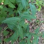 Symphyotrichum laeve Лист
