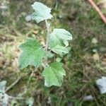 Populus alba Blatt