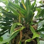 Elaphoglossum acrostichoides Celota