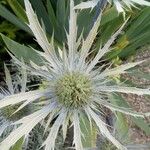 Eryngium alpinum Flower