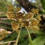 Grammatophyllum speciosum Blomst