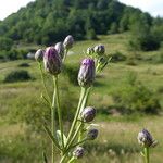 Serratula tinctoria Flors