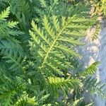 Tanacetum macrophyllum Leaf