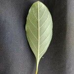 Citharexylum myrianthum Blatt