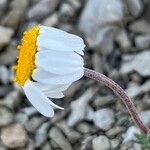 Leucanthemopsis alpina 花