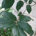 Rubus foliosus Leaf