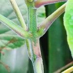 Clerodendrum buchananii Bark