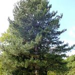 Pinus thunbergii Elinympäristö