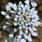 Iberis pinnata Flower