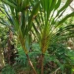 Cordyline mauritiana Hoja