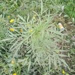 Bidens subalternans Leaf