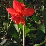 Canna × hybridaFlower