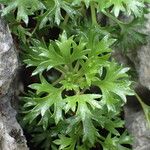 Saxifraga trifurcata Blatt