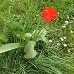 Tulipa gesneriana Flower