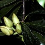 Pentadesma butyracea Kukka