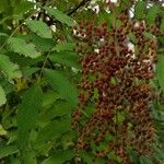 Sorbaria sorbifolia Fruit