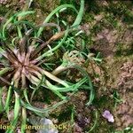 Coleanthus subtilis Staniste