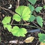 Actaea pachypoda Hoja