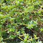 Portulaca oleracea List