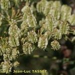 Laserpitium gallicum Fruit