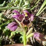 Ophrys tenthredinifera Кора