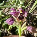 Ophrys tenthredinifera 樹皮