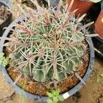 Echinocactus texensis 葉