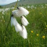 Eriophorum latifolium Květ