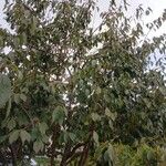 Prunus serrula Hábito