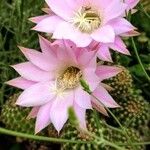 Echinopsis oxygonaपत्ता