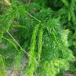 Asparagus racemosus Leaf