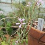 Pelargonium laevigatum Lorea