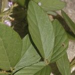 Teramnus uncinatus Hoja