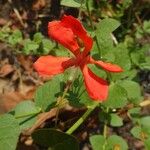 Kalaharia uncinata Flower
