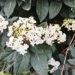 Viburnum tinusКвітка