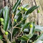 Alphitonia excelsa Fruit