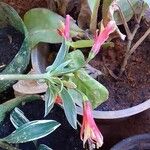 Alstroemeria pulchella Çiçek
