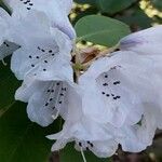 Rhododendron pachytrichum Λουλούδι