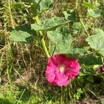 Alcea roseaFlower