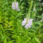 Physostegia virginianaFlor