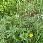 Trollius europaeus 叶